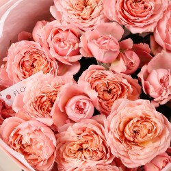 kustovaya roza pionovidnaya 7